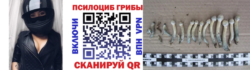 Галлюциногенные грибы Psilocybine cubensis  Тосно 